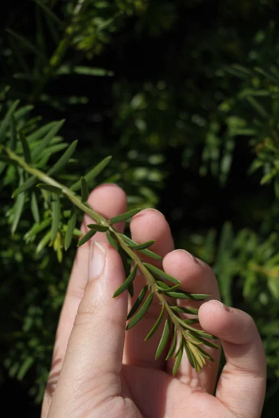 Частина зеленого дерева в руці — стокове фото