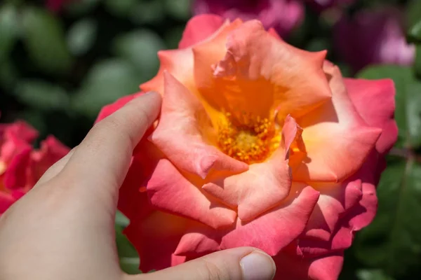 Piękny kolorowy kwiat róży w dłoni — Zdjęcie stockowe