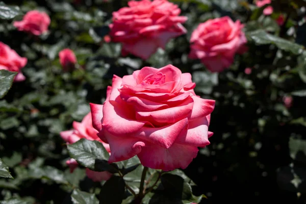 Roseira jardim com belas rosas frescas — Fotografia de Stock