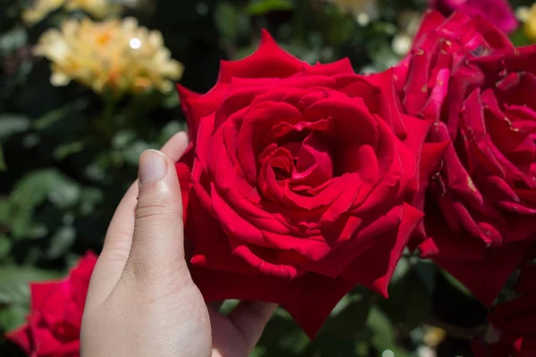 Hand holding  roses in a rose  garden — Stock Photo, Image