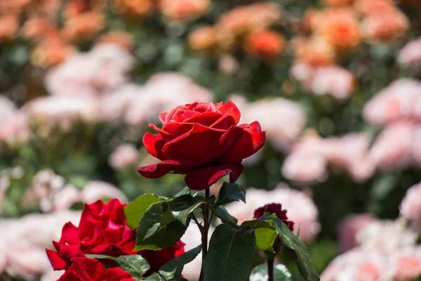 Floração belas rosas coloridas no jardim — Fotografia de Stock