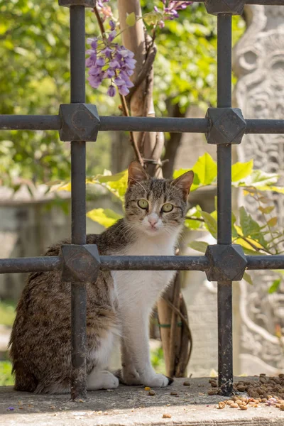 Gato callejero se ve en la calle — Foto de Stock