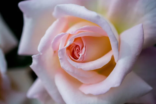 Vackra färska rosor i närbild — Stockfoto