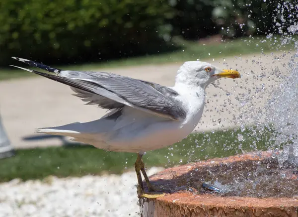 Seagull by the fountain in a rose garden — Stock Photo, Image