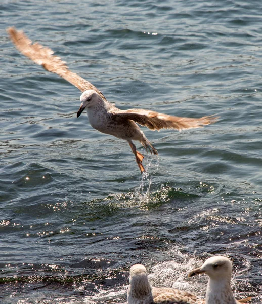 Pojedynczy seagull lotu nad morze — Zdjęcie stockowe