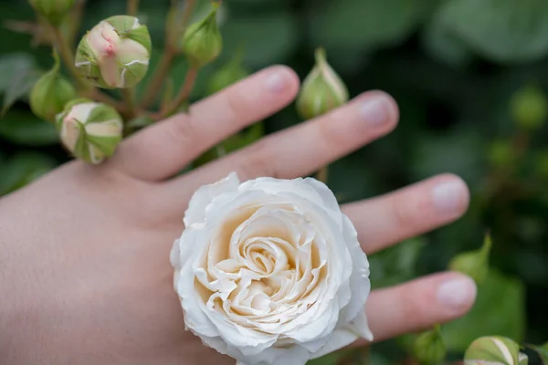 Όμορφο πολύχρωμο λουλούδι τριαντάφυλλο στο χέρι — Φωτογραφία Αρχείου