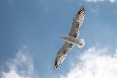 Bir bulutlu gökyüzü uçan tek martı