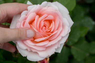 Güzel renkli gül çiçek el