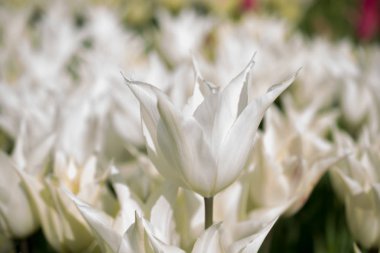 Beyaz renk laleler Bloom bahar 