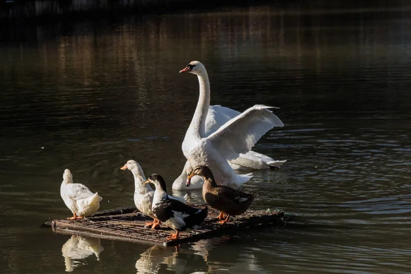 Cisnes y patos en el entorno natural —  Fotos de Stock