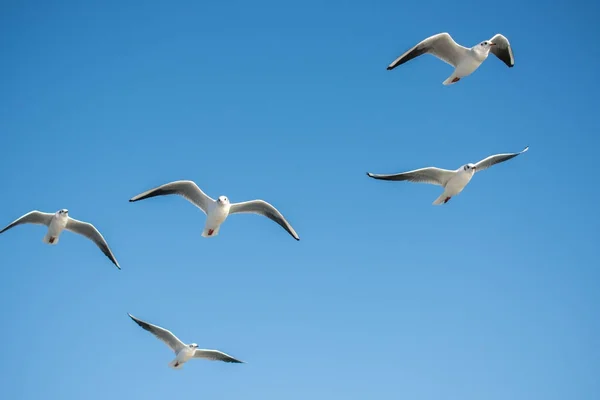 Seagull flying in blue a sky — Stock Photo, Image