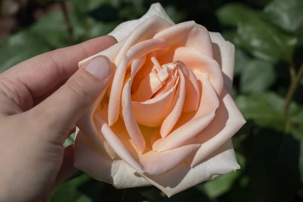 Hermosa flor de rosa de colores en la mano — Foto de Stock