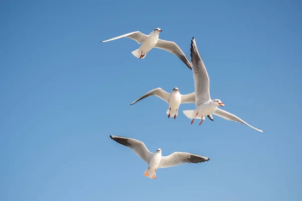 Seagull flying in blue a sky — Stock Photo, Image