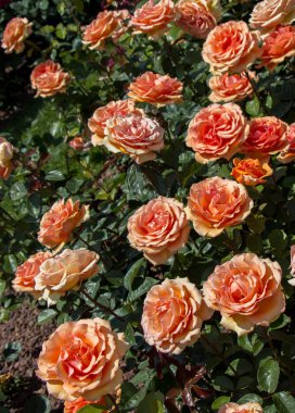 Güzel renkli gül bahçesinde çiçek açan