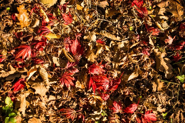 Trockenes Laub als herbstlicher Hintergrund — Stockfoto