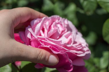 Renkli bir gül çiçeğini tutarken