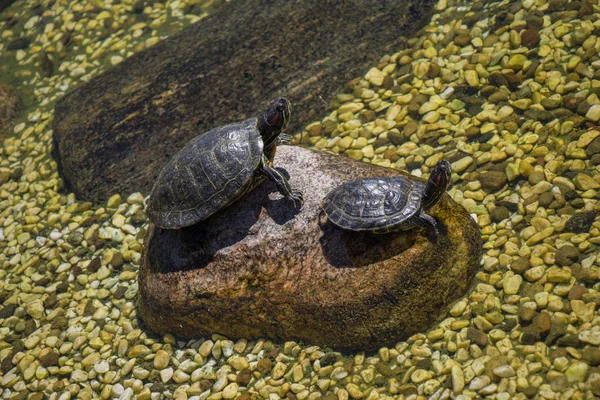 Tartarugas Encontradas Lado Pequeno Lago — Fotografia de Stock