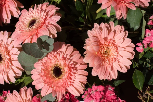 Gyönyörű Színes Természetes Tavaszi Virágok Makró Nézetben — Stock Fotó