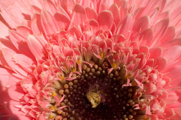 Lindas Flores Coloridas Primavera Naturais Vista Macro — Fotografia de Stock