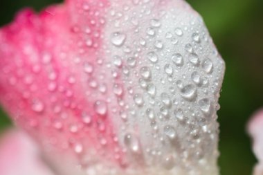Yakından bakınca güzel taze güller.