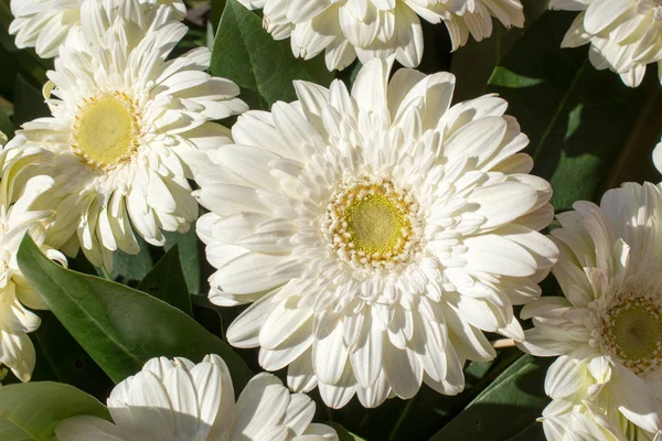 Lindas Flores Coloridas Primavera Naturais Como Fundo Natureza — Fotografia de Stock