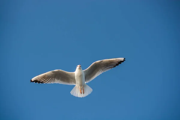 하늘을 배경으로 날으는 하나의 갈매기 — 스톡 사진
