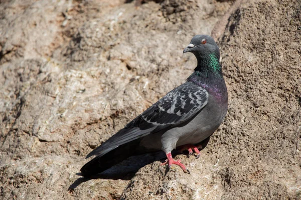 Single Pigeon Sitting Rock Background — Stock Photo, Image
