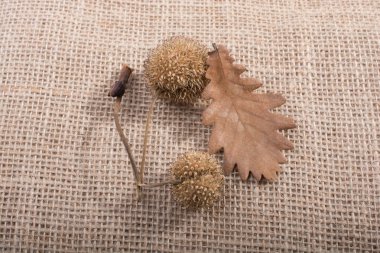 Görünürde sonbahar kuru yaprak, kapsül ve koniyi ayır