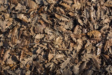 Sonbahar mevsiminin yapraklı desenli arka planı