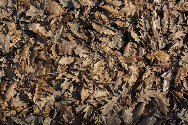 Sonbahar mevsiminin yapraklı desenli arka planı