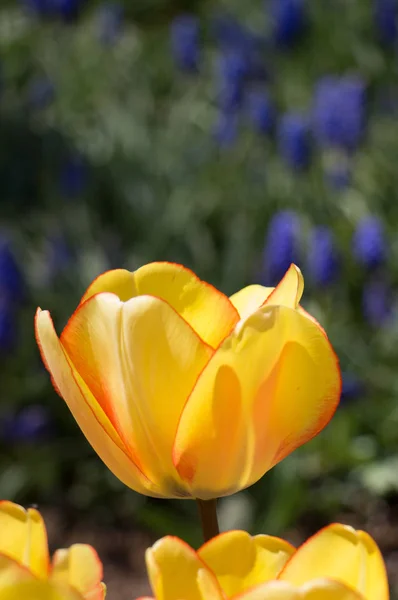 Orange Color Tulips Blooming Spring Garden — Stock Photo, Image