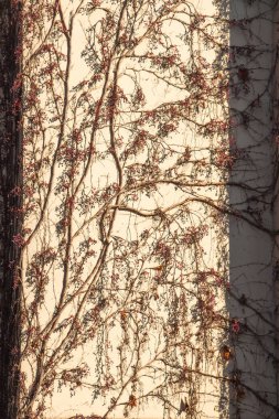 Bazı elementleriyle birlikte sonbahar mevsiminin doku arka planı