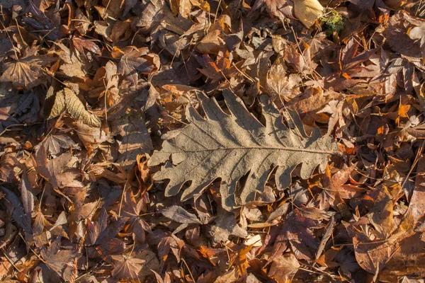 Strukturované Zázemí Podzimního Období Listy — Stock fotografie