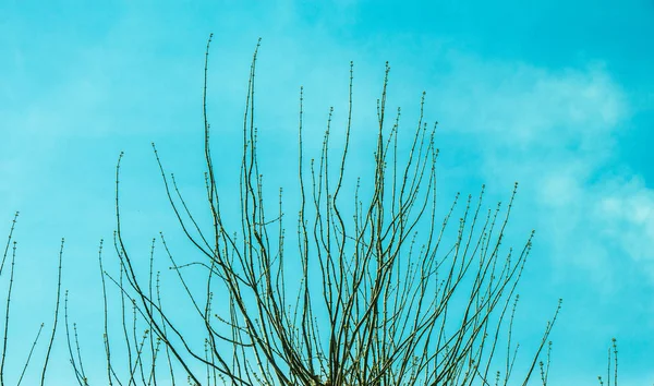 Une Partie Arbre Dans Jardin Est Vue — Photo