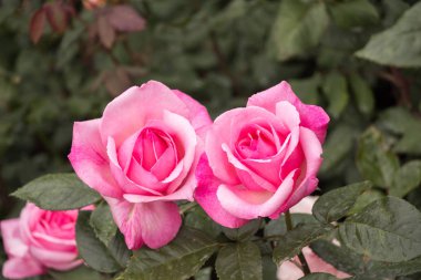 Güzel renkli gül bahçesinde çiçek açan