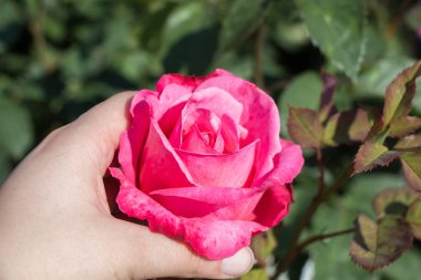 Renkli bir gül çiçeğini tutarken