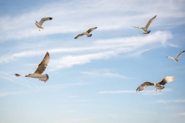 Gökyüzünde uçan martılar.