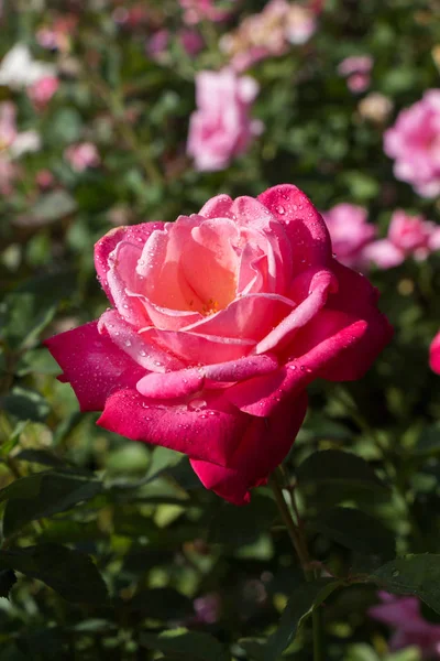 Piękny Kolorowy Kwiat Róży Tle Ogrodu — Zdjęcie stockowe