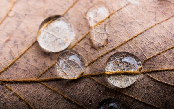 クローズ アップ ビューの乾燥葉で丸い水滴します — ストック写真
