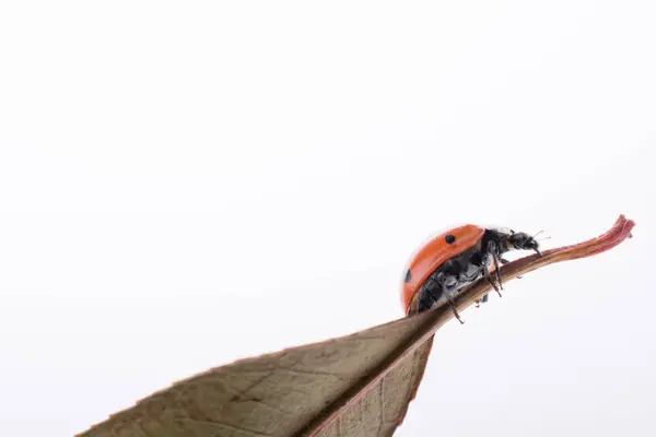 Belle Photo Coccinelle Rouge Marchant Sur Une Feuille Sèche — Photo