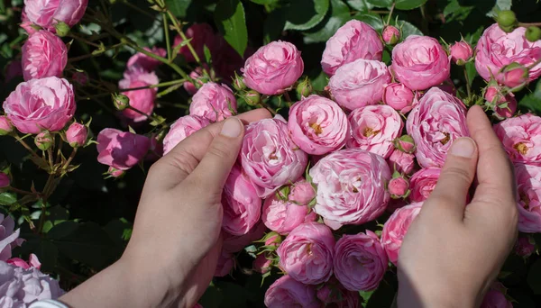 Bela Rosa Fresca Mão — Fotografia de Stock