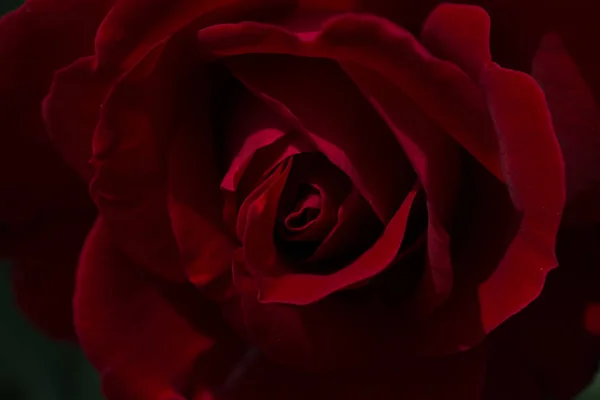 Belles Roses Fraîches Vue Rapprochée — Photo
