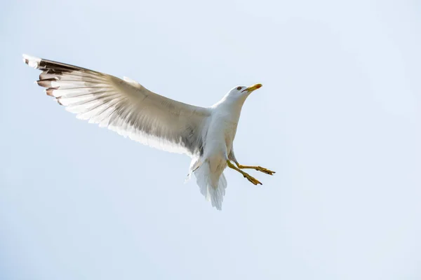 Gaivotas Voando Céu Como Fundo — Fotografia de Stock