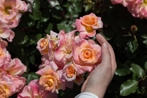 Hand Hålla Färgglad Ros Blomma — Stockfoto