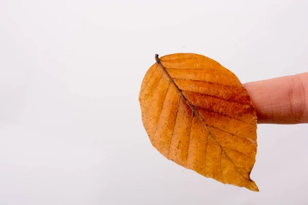 Mano Sosteniendo Una Hoja Seca Otoño Mano Sobre Fondo Blanco —  Fotos de Stock