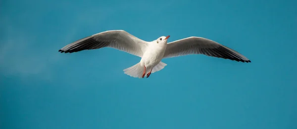 海の向こうの青い空を飛ぶカモメ — ストック写真