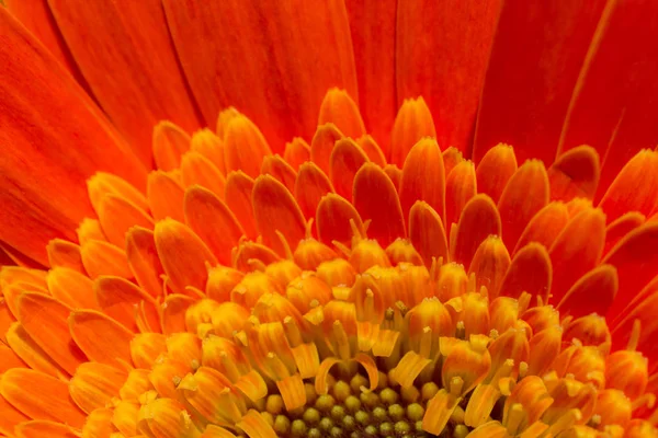 Bellissimi Fiori Primaverili Naturali Colorati Macro Vista — Foto Stock