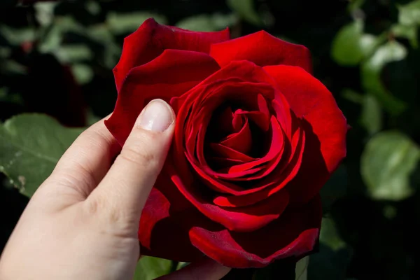 Mano Sosteniendo Una Colorida Flor Rosa —  Fotos de Stock