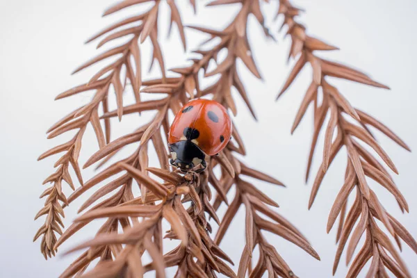 Schönes Foto Des Roten Marienkäfers Der Auf Einem Trockenen Blatt — Stockfoto