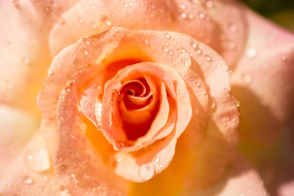 Όμορφο Πολύχρωμο Τριαντάφυλλο Σταγόνες Νερού Αυτό — Φωτογραφία Αρχείου